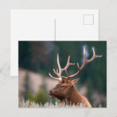 Rocky Mountain Elk Yellowstone Nationalpark Postkarte (Vorne/Hinten)