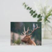Rocky Mountain Elk Yellowstone Nationalpark Postkarte (Stehend Vorderseite)