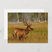 Rocky Mountain Elk | Yellowstone-Nationalpark Postkarte (Vorne/Hinten)