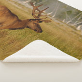 Rocky Mountain Elk | Yellowstone-Nationalpark Sherpadecke (3/4)