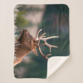 Rocky Mountain Elk Yellowstone Nationalpark Sherpadecke (Vorderseite)