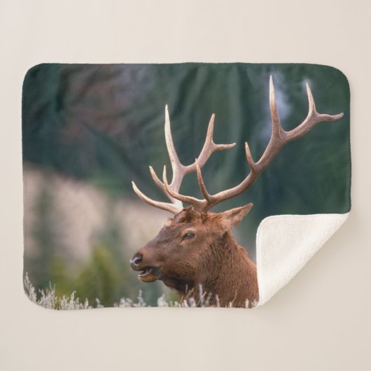 Rocky Mountain Elk Yellowstone Nationalpark Sherpadecke (Vorderseite (Horizontal))