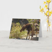 Rocky Mountain Elose Naturfotografie Karte (Gelbe Blume)