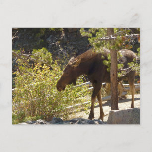 Rocky Mountain Elose Naturfotografie Postkarte