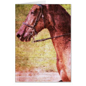 Rocky Mountain Equine (Vorne)