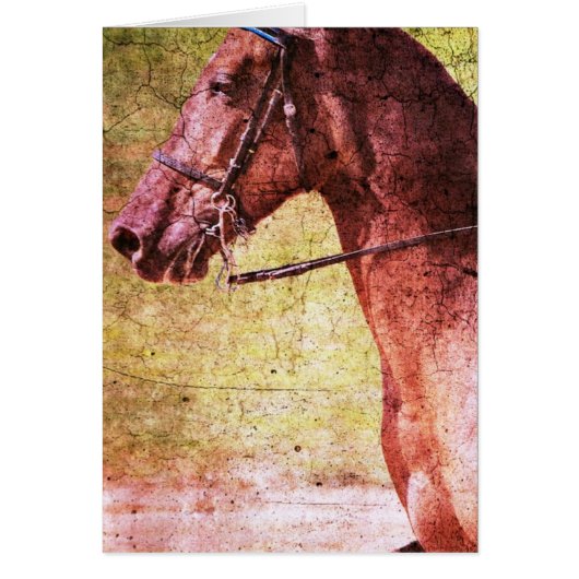 Rocky Mountain Equine (Vorne)