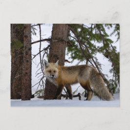 Rocky Mountain Fox Colorado Wilhelm Tell Postkarte