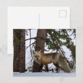 Rocky Mountain Fox Colorado Wilhelm Tell Postkarte (Vorne/Hinten)