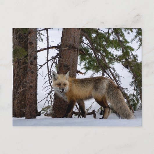 Rocky Mountain Fox Colorado Wilhelm Tell Postkarte (Vorderseite)