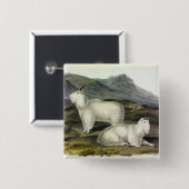 Rocky Mountain Goat (Capra Americana by Audubon Button (Vorne & Hinten)