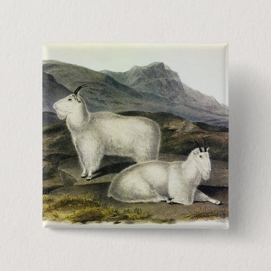 Rocky Mountain Goat (Capra Americana by Audubon Button (Vorderseite)