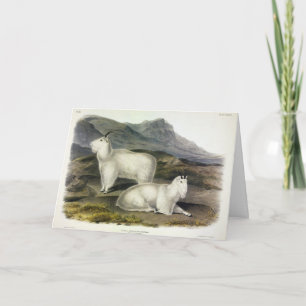 Rocky Mountain Goat (Capra Americana by Audubon Karte