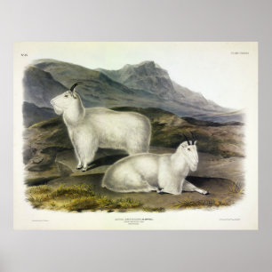 Rocky Mountain Goat (Capra Americana by Audubon Poster