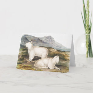 Rocky Mountain Goat (Capra Americana) Illustration Karte
