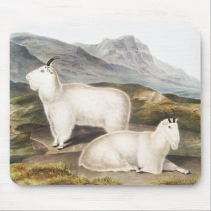Rocky Mountain Goat (Capra Americana) Illustration Mousepad