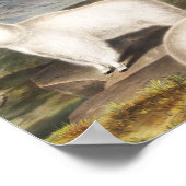 Rocky Mountain Goat (Capra Americana) Illustration Poster (Ecke)