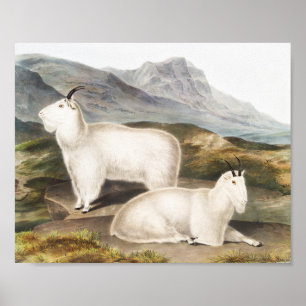 Rocky Mountain Goat (Capra Americana) Illustration Poster