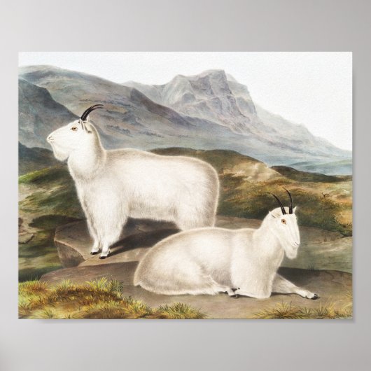 Rocky Mountain Goat (Capra Americana) Illustration Poster (Vorne)