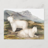 Rocky Mountain Goat (Capra Americana) Illustration