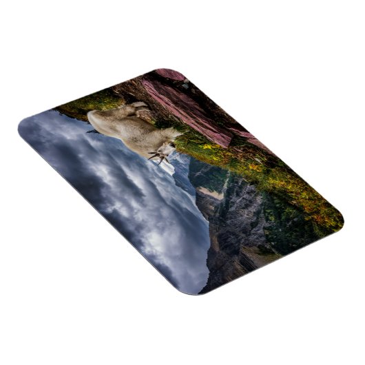Rocky Mountain Goat Magnet (Rechte Seite)