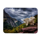Rocky Mountain Goat Magnet (Horizontal)