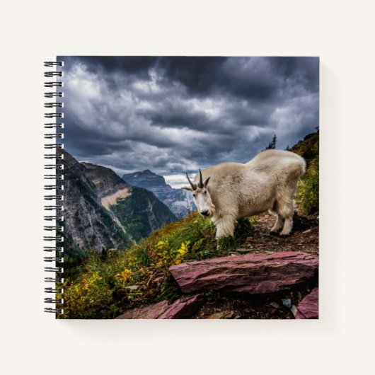 Rocky Mountain Goat Notizblock (Vorderseite)