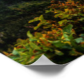 Rocky Mountain Goat Poster (Ecke)