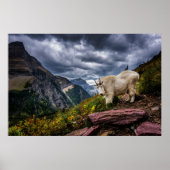 Rocky Mountain Goat Poster (Vorne)