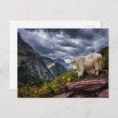 Rocky Mountain Goat Postkarte (Vorne/Hinten)