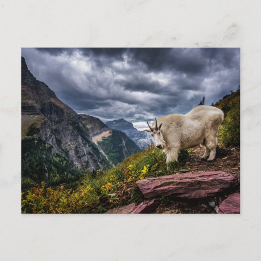 Rocky Mountain Goat Postkarte (Vorderseite)