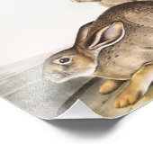 Rocky Mountain Hare (Lepus Townsendii) Fotodruck (Ecke)