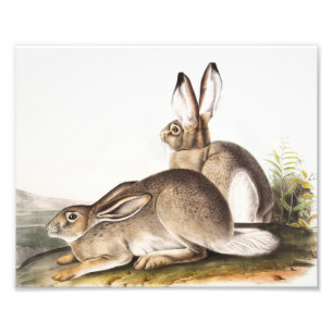Rocky Mountain Hare (Lepus Townsendii) Fotodruck