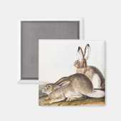 Rocky Mountain Hare (Lepus Townsendii) Magnet (Vorderseite/Rückseite)