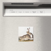 Rocky Mountain Hare (Lepus Townsendii) Magnet (In Situ (Geschirrspüler))