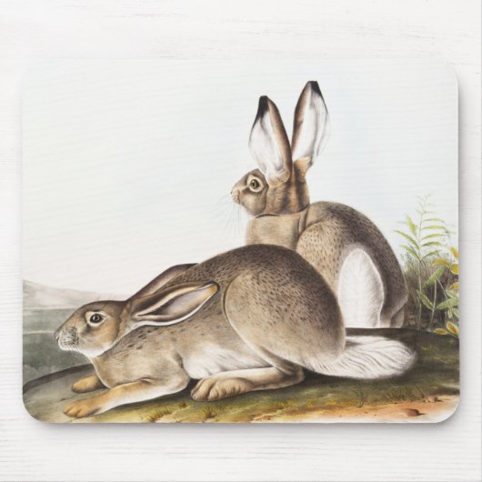 Rocky Mountain Hare (Lepus Townsendii) Mousepad (Vorne)