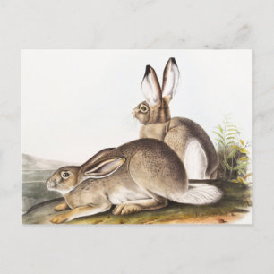 Rocky Mountain Hare (Lepus Townsendii) Postkarte