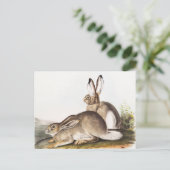 Rocky Mountain Hare (Lepus Townsendii) Postkarte (Stehend Vorderseite)