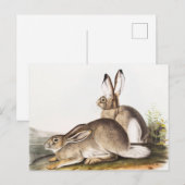 Rocky Mountain Hare (Lepus Townsendii) Postkarte (Vorne/Hinten)