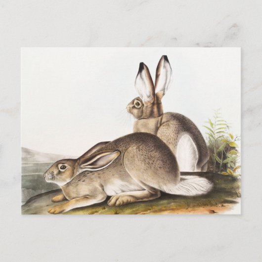 Rocky Mountain Hare (Lepus Townsendii) Postkarte (Vorderseite)