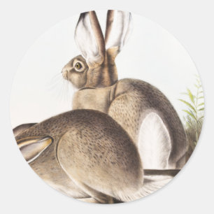 Rocky Mountain Hare (Lepus Townsendii) Runder Aufkleber
