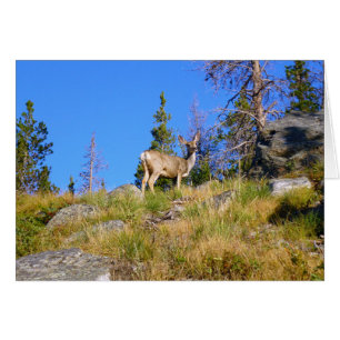 Rocky-Mountain-Hirsch