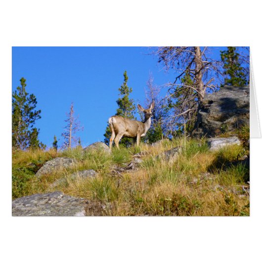 Rocky-Mountain-Hirsch (Vorderseite (Horizontal))