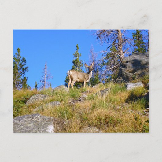 Rocky-Mountain-Hirsch Postkarte (Vorderseite)
