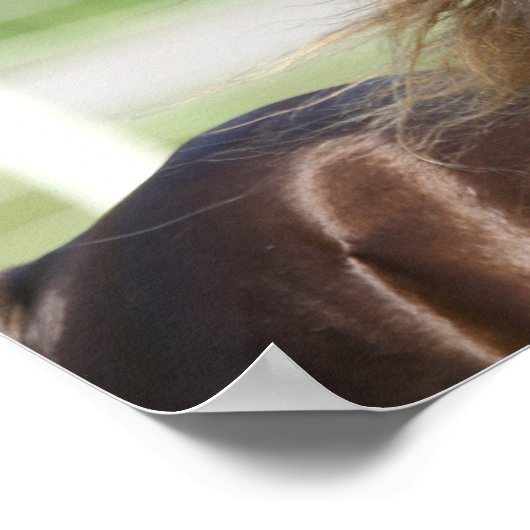 Rocky Mountain Horse Hal Headshot Poster (Ecke)