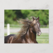 Rocky Mountain Horse Hal Headshot Postkarte (Vorderseite)
