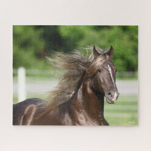 Rocky Mountain Horse Hal Headshot Puzzle