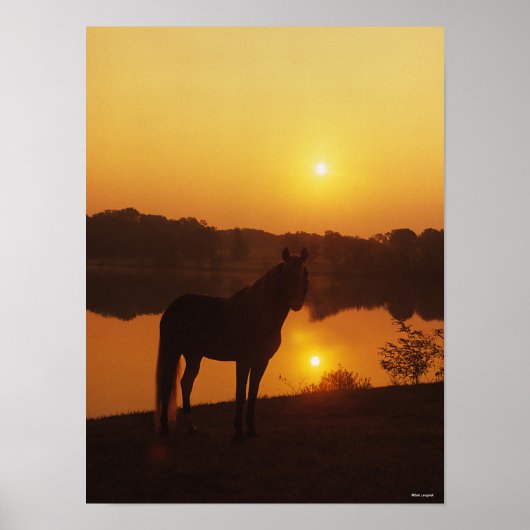 Rocky Mountain Horse Stehend im Sonnenuntergang Poster (Vorne)