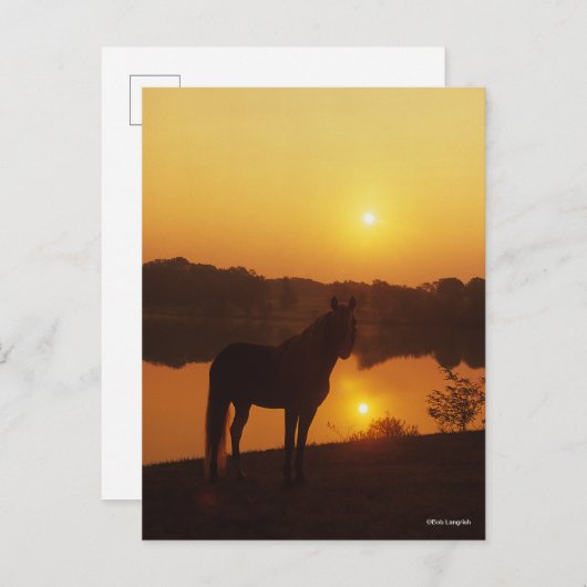 Rocky Mountain Horse Stehend im Sonnenuntergang Postkarte (Vorne/Hinten)
