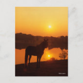 Rocky Mountain Horse Stehend im Sonnenuntergang Postkarte (Vorderseite)