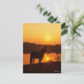 Rocky Mountain Horse Stehend im Sonnenuntergang Postkarte (Stehend Vorderseite)